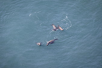 Aerial view of sea lions swimming in blue ocean water