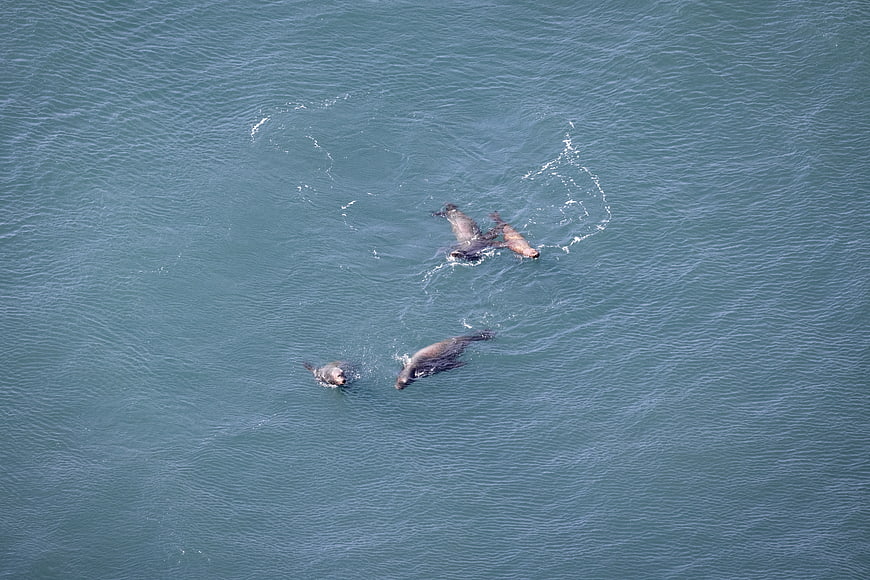 Aerial view of sea lions swimming in blue ocean water