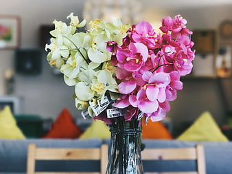 Pink and White Orchids in Glass Vase with Blurred Living Room Background
