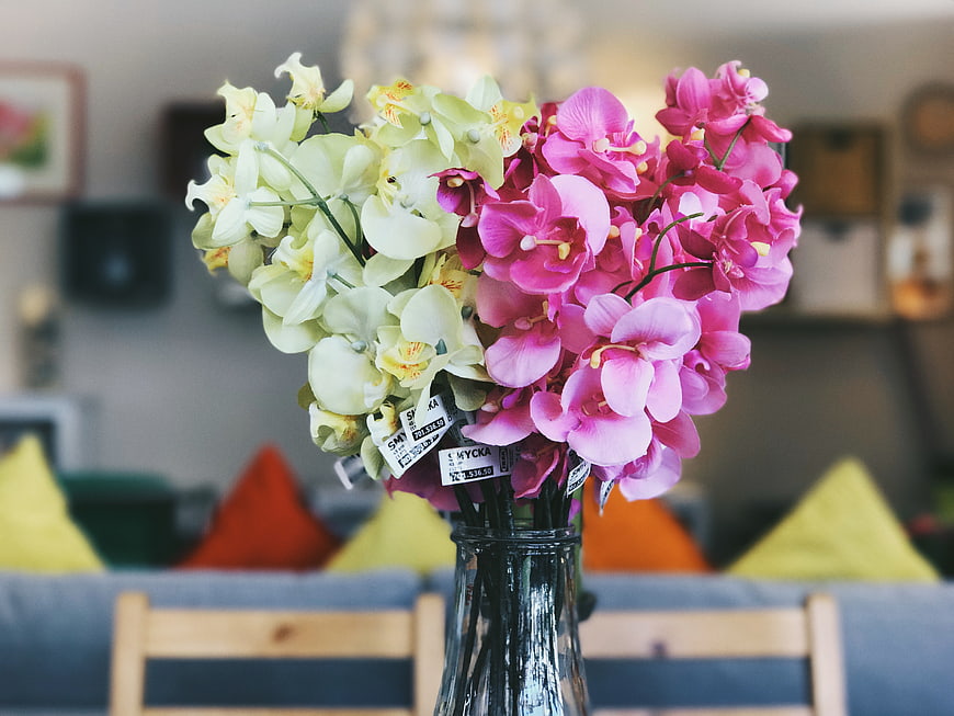 Pink and White Orchids in Glass Vase with Blurred Living Room Background