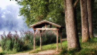 Wooden Shelter in Misty Forest with Tall Trees
