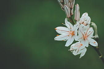 Close-up of white striped flowers on green background