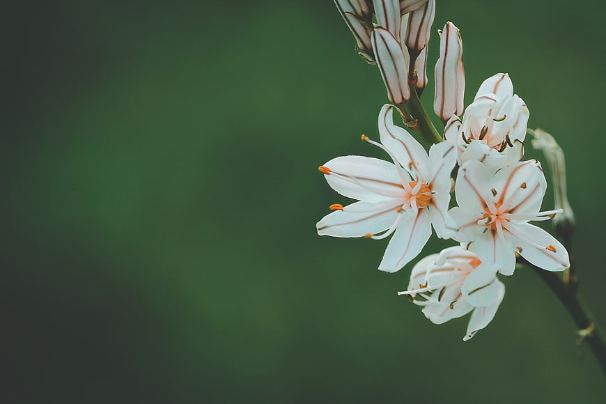 Close-up of white striped flowers on green background