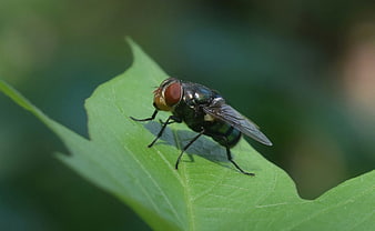 Close-up of a green bottle fly on a leaf