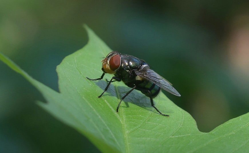 Close-up of a green bottle fly on a leaf
