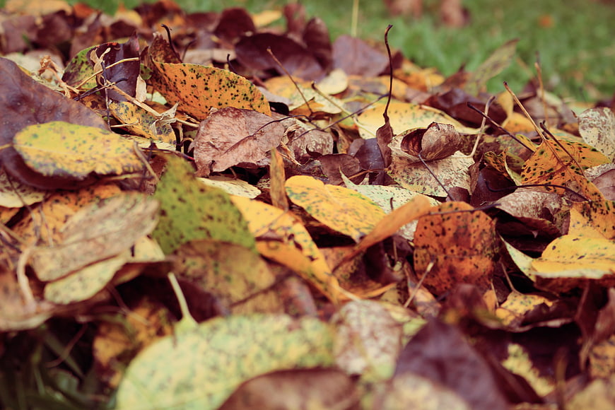 Close-up of colorful autumn leaves on grass