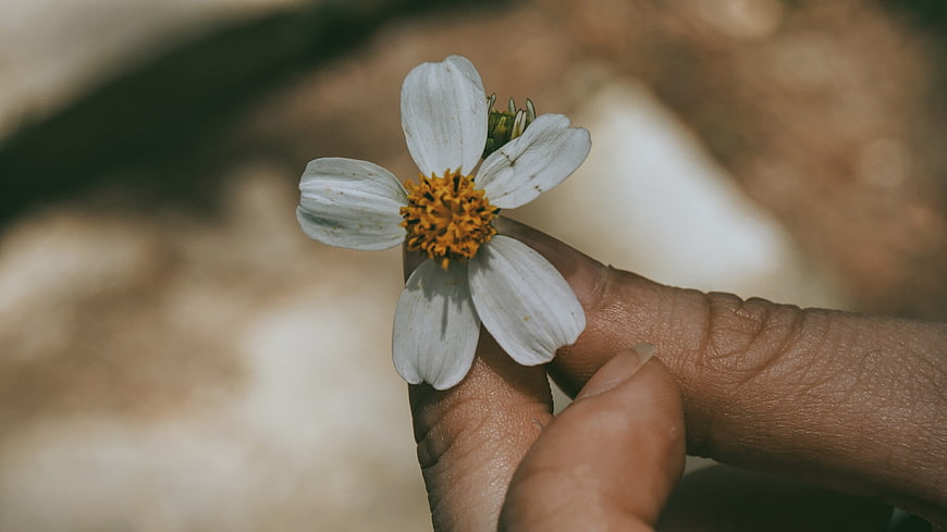 Close-up of hand holding white wildflower with yellow center