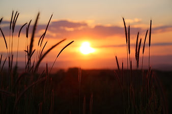 Silhouette of tall grass against a vibrant orange sunset sky