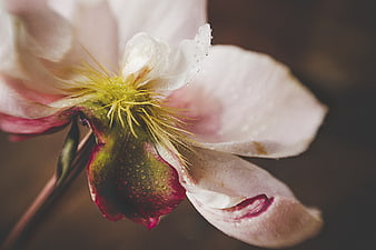 Close-up of a wet pink peony flower with dew drops