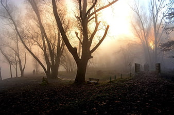 Misty forest path with golden sunlight and bare trees