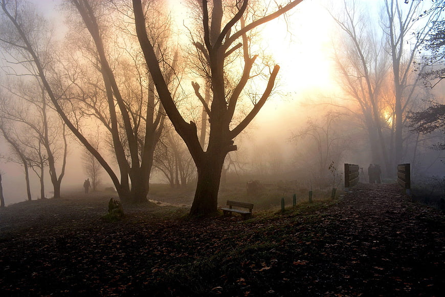 Misty forest path with golden sunlight and bare trees