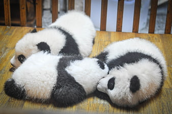 Three sleeping baby pandas cuddling on wooden floor