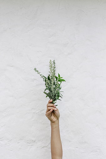 Hand holding fresh green herbs against white textured wall