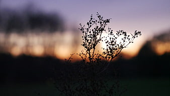 Silhouette of Wild Plant Against Blurred Sunset Sky