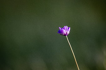 Purple Wildflower on Thin Stem Against Blurred Green Background
