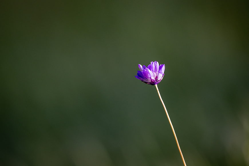 Purple Wildflower on Thin Stem Against Blurred Green Background