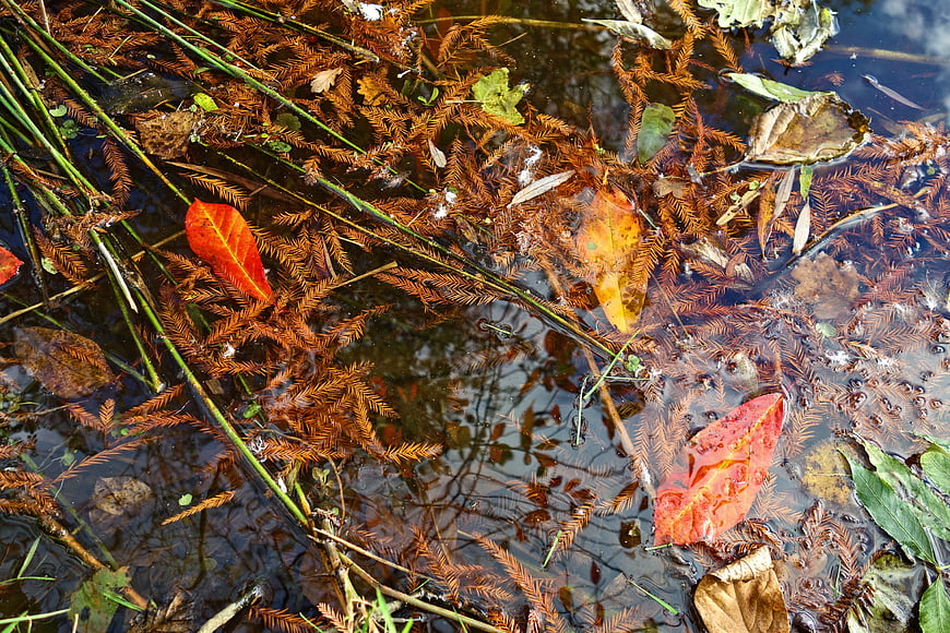 Autumn leaves floating on water with submerged aquatic plants