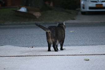Tabby Cat Walking Away on Concrete Driveway
