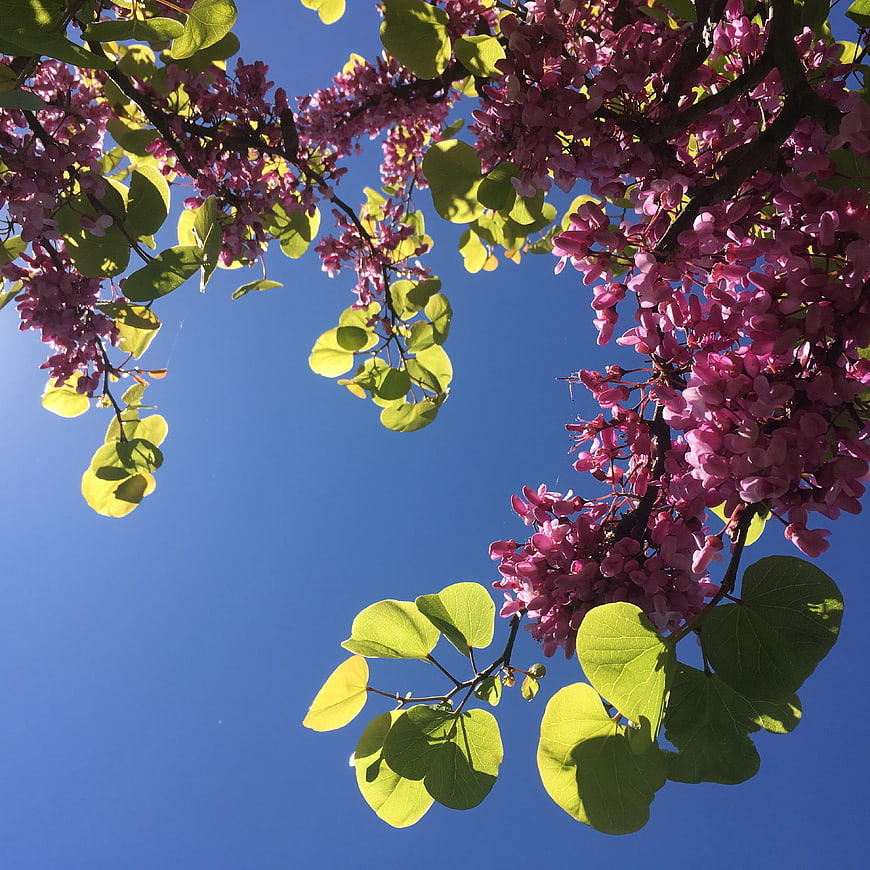 Redbud tree branches with pink flowers against blue sky