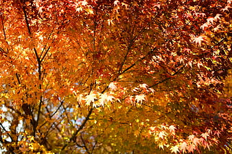 Sunlit Red and Orange Maple Leaves in Autumn