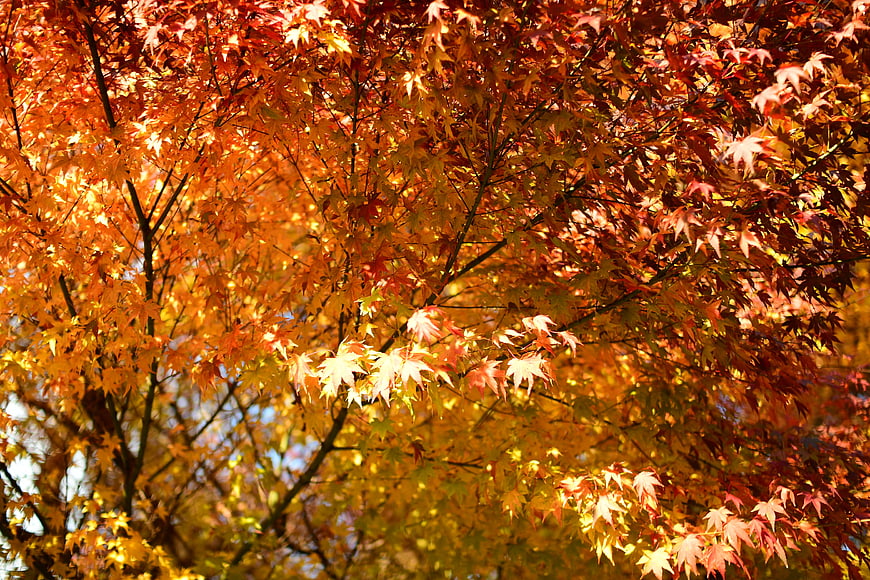 Sunlit Red and Orange Maple Leaves in Autumn
