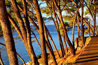 Pine Trees Framing Coastal Sea View in Hvar, Croatia