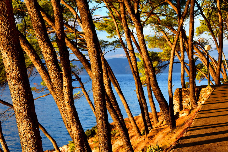 Pine Trees Framing Coastal Sea View in Hvar, Croatia