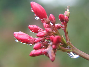 Close-up of red flower buds with water droplets