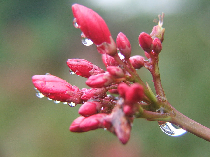 Close-up of red flower buds with water droplets