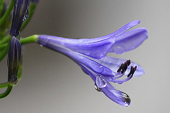 Close-up of purple agapanthus flower with water droplets