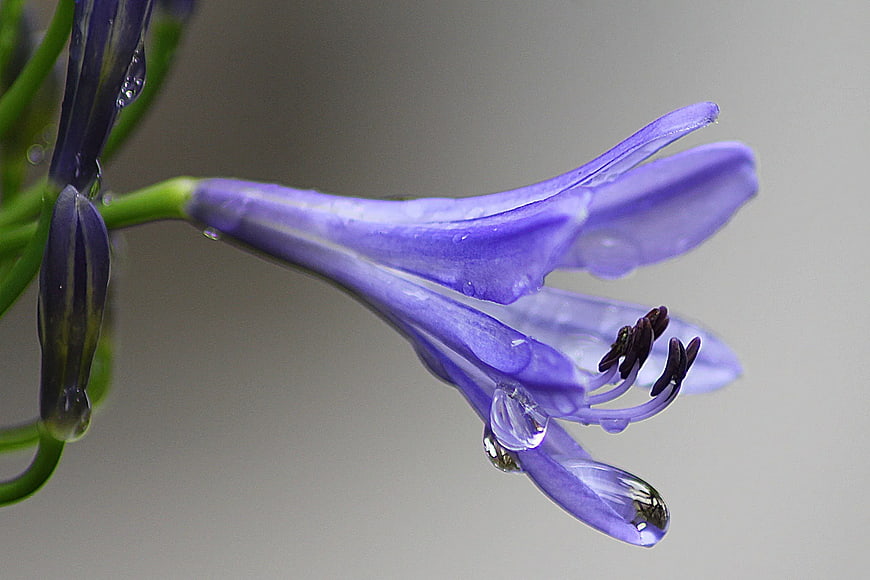 Close-up of purple agapanthus flower with water droplets