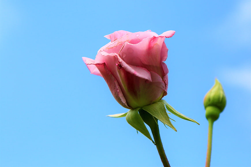 Pink Rose Bud Against Blue Sky Background