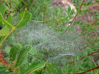 Dew-covered spider web on green leaves in nature