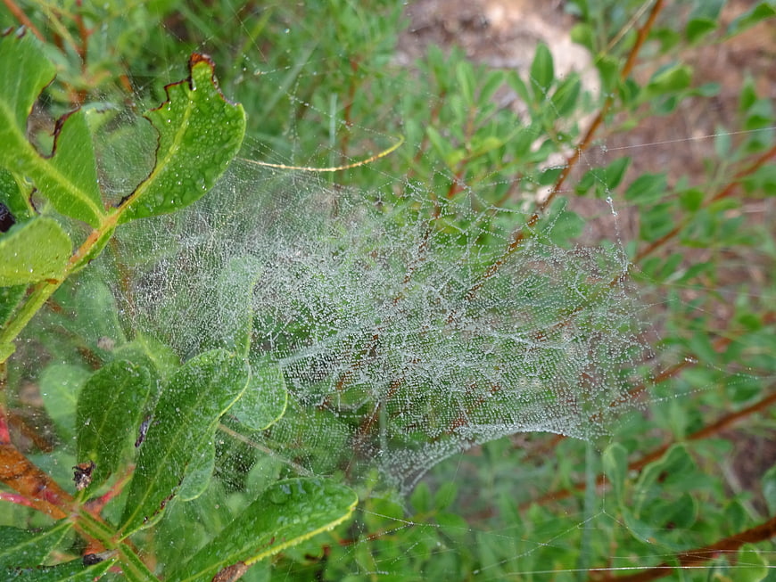 Dew-covered spider web on green leaves in nature
