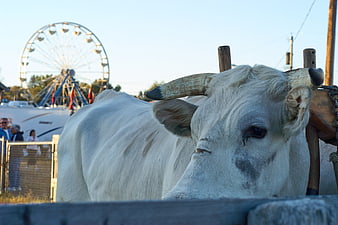 White cow with horns at country fair with ferris wheel