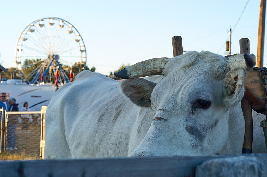 White cow with horns at country fair with ferris wheel