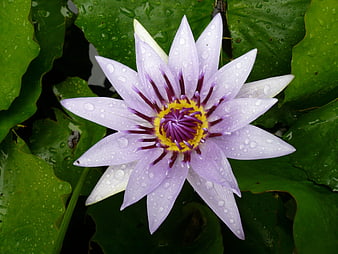 Purple Water Lily With Water Droplets On Green Leaves