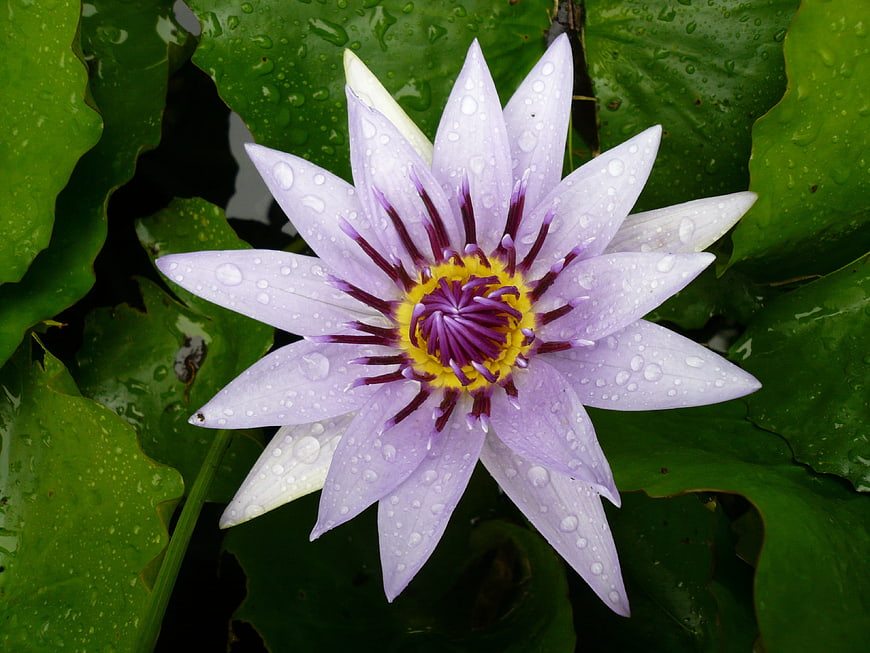 Purple Water Lily With Water Droplets On Green Leaves