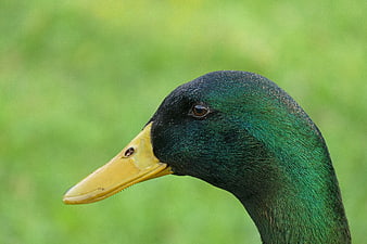 Close-up of a male mallard duck head with green feathers