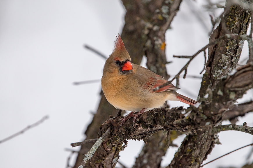 Female Northern Cardinal Perched on Winter Tree Branch