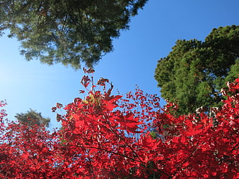 Vibrant red maple leaves against a clear blue autumn sky