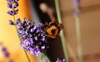 Bumblebee Pollinating Purple Lavender Flower Close-Up