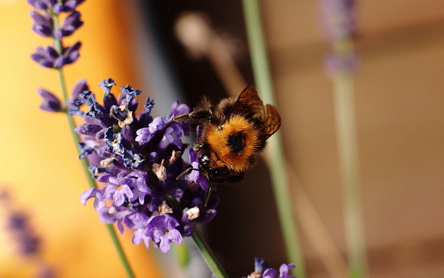 Bumblebee Pollinating Purple Lavender Flower Close-Up