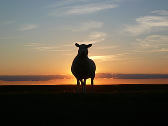 Silhouette of a sheep standing in a field at sunset