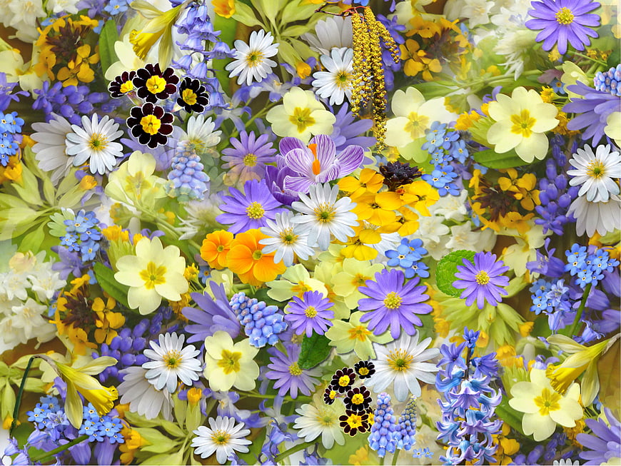 Vibrant Spring Flower Collage with Daisies, Crocuses, and Hyacinths