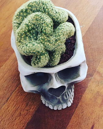 Green Cactus Plant Growing Inside White Skull Planter on Wooden Table