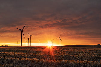 Wind Turbines in Wheat Field at Sunset