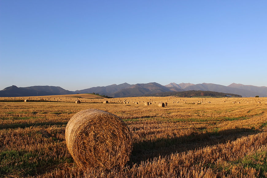 Golden Hay Bales in Harvested Field with Mountain Background