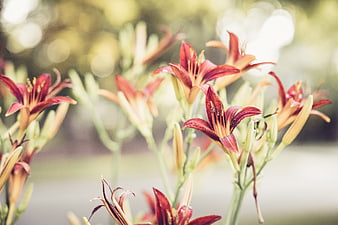 Close-up of Red Daylilies with Soft Bokeh Background
