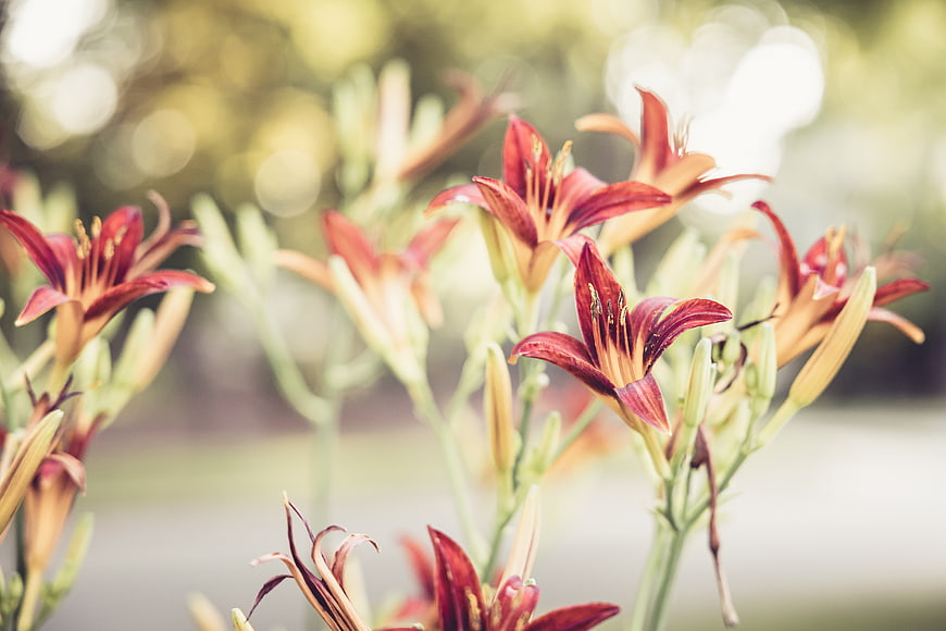 Close-up of Red Daylilies with Soft Bokeh Background